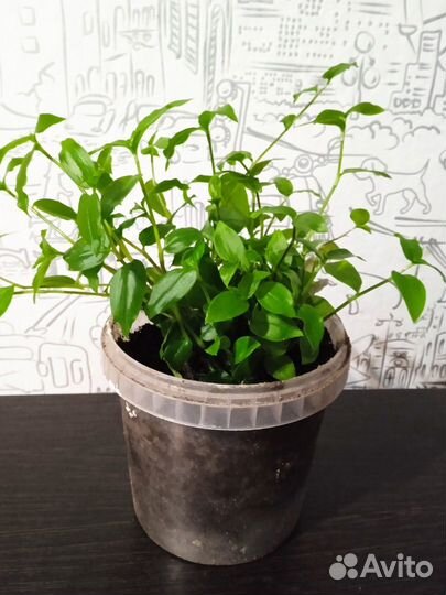 Традесканция