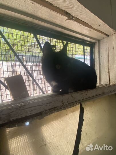 Кошка/кот в дар