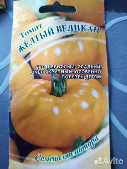 Рассада помидор