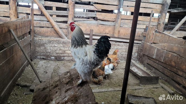 Инкубационное яйцо кур и индейки