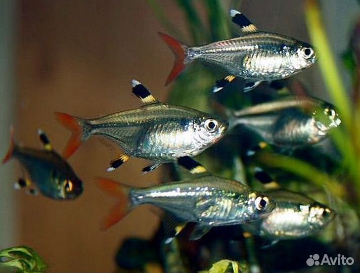 Тетра Пристелла (Pristella Maxillaris)
