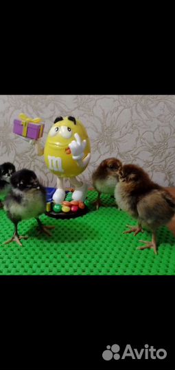 Цыплята суточные Московская черная