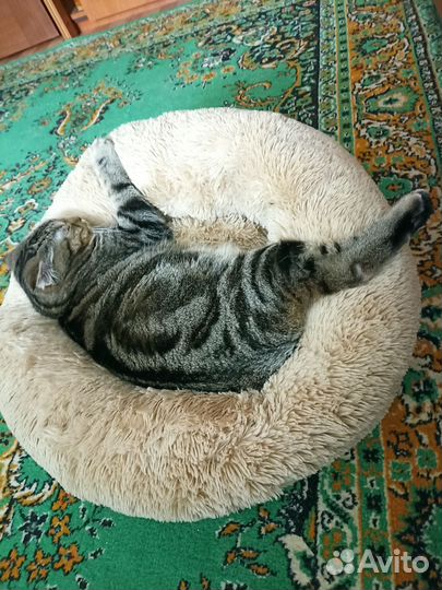 Шотландский вислоухий кот бесплатно