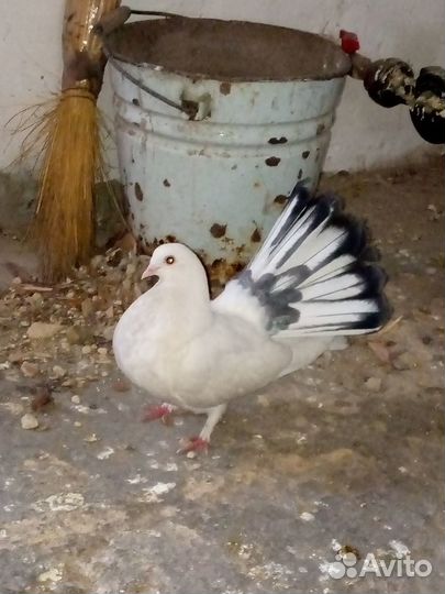 Голуби домашние