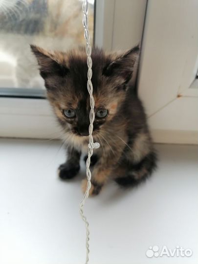 Котенок девочка в добрые руки