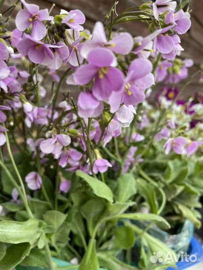 Арабис- почвопокровное растение