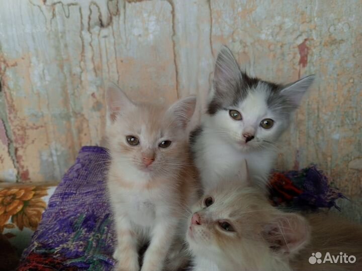 Котята в добрые руки