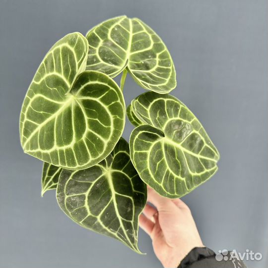 Антуриум Форгетти