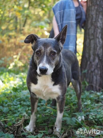 В поисках дома чудесная Кьяра