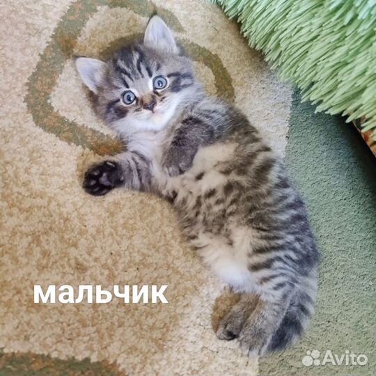 Котята