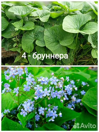 Цветы для сада