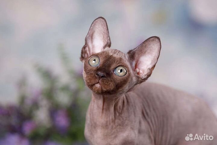 Сфинкс, эльф