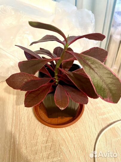 Синадениум