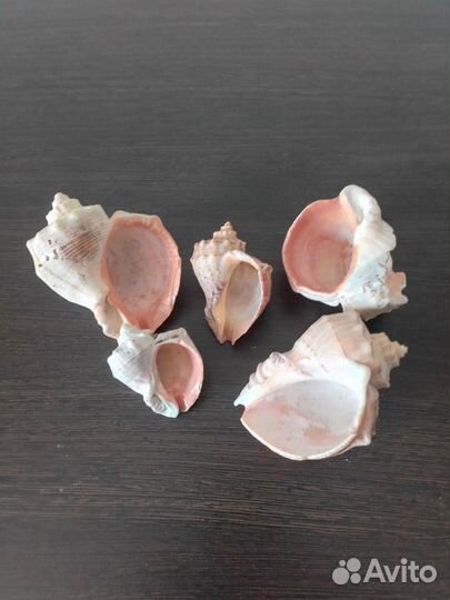 Раковины для аквариума
