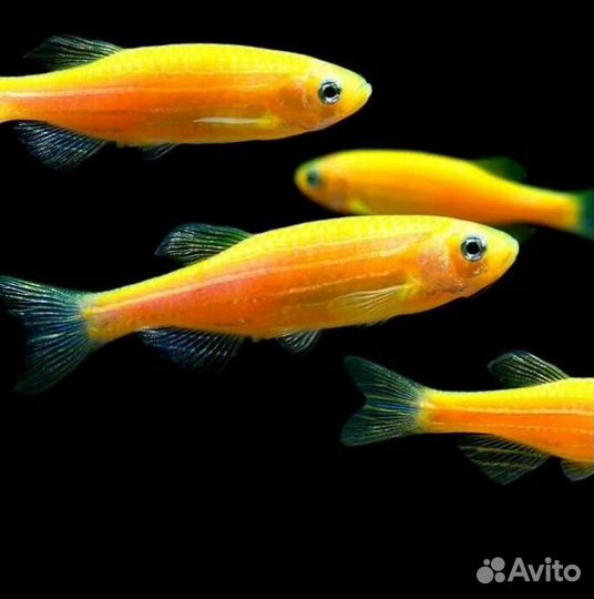 Аквариумные рыбки Данио Рейра