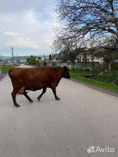 Корова дойная с теленком