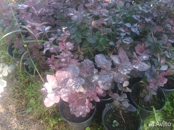 Барбарис тунберга