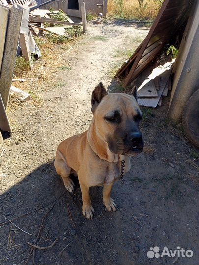 Кобель вязка кане корсо