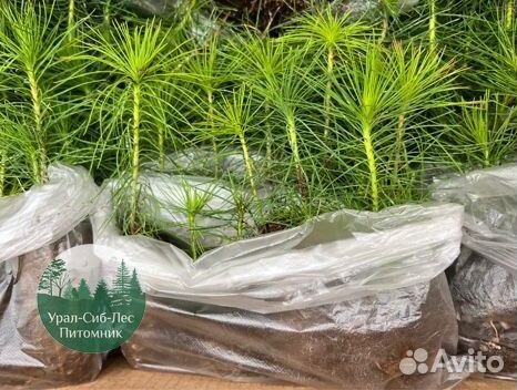 Сосна зкс окс сеянцы Ель Лиственница Голуб Горная