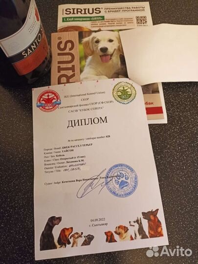 Вязка джек Рассел терьер