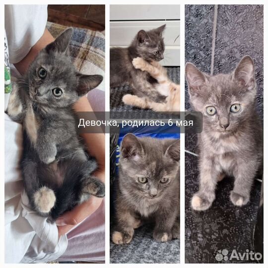 Котята в добрые руки