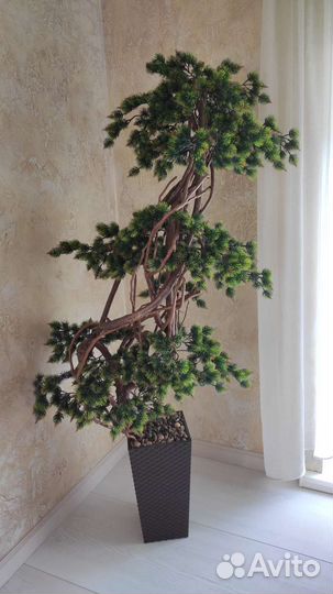 Ель горная под бонсай 1.5м