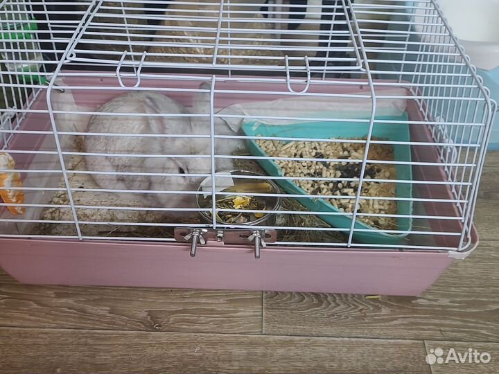 Кролик карликовый