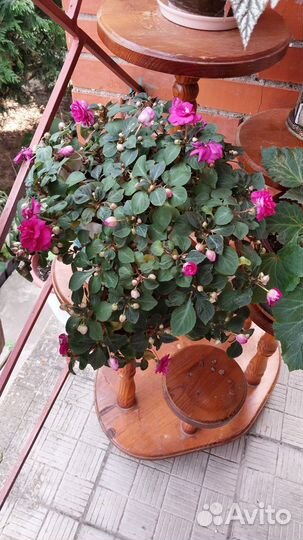 Бальзамин махровый