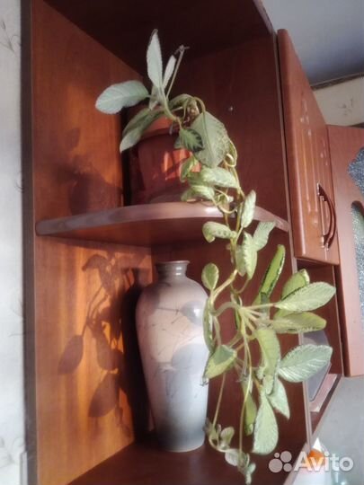 Эписция - комнатный цветок