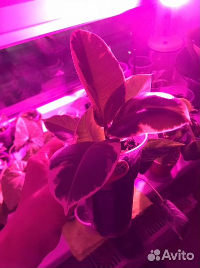 Фикус Лирата, Тинеке обмен