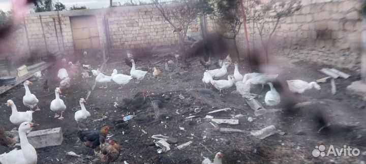 Гуси местные