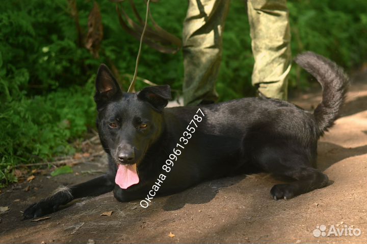 Собака в добрые руки