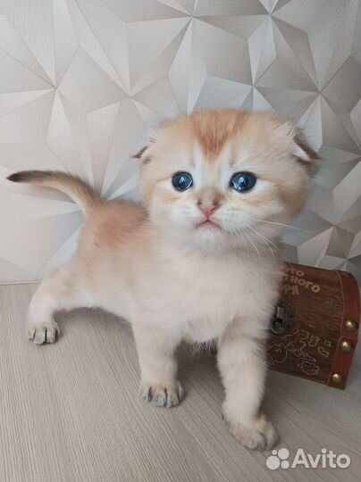 Золотые пушистики