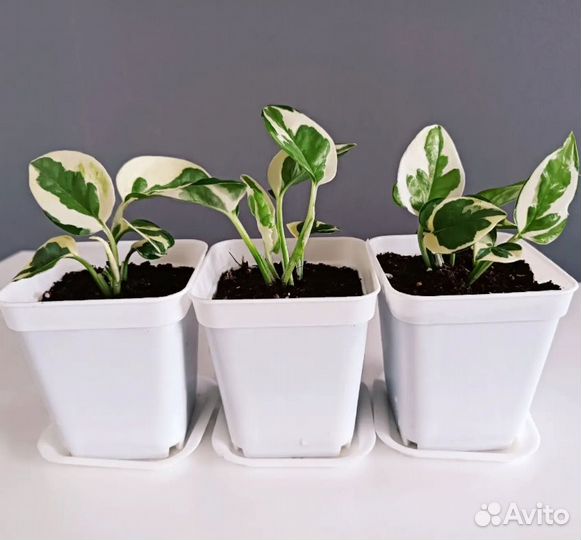 Сциндапсус энджой