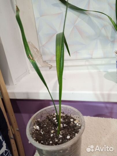 Финик канарский