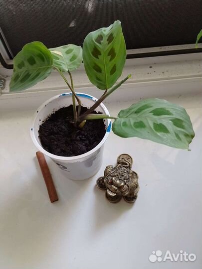 Маранта. Сорт керховена