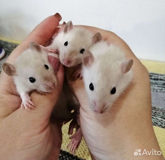 Крыса крыски крысята Дамбо сиамские