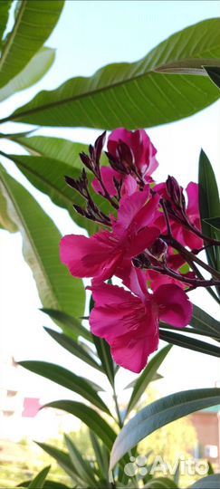 Олеандр малиновый