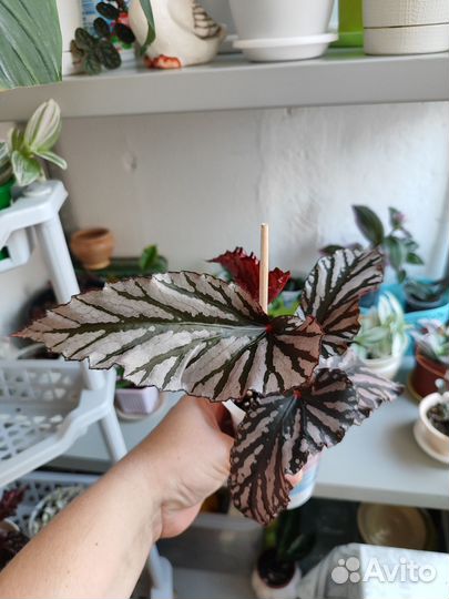 Комнатные цветы