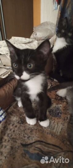 Отдам котят