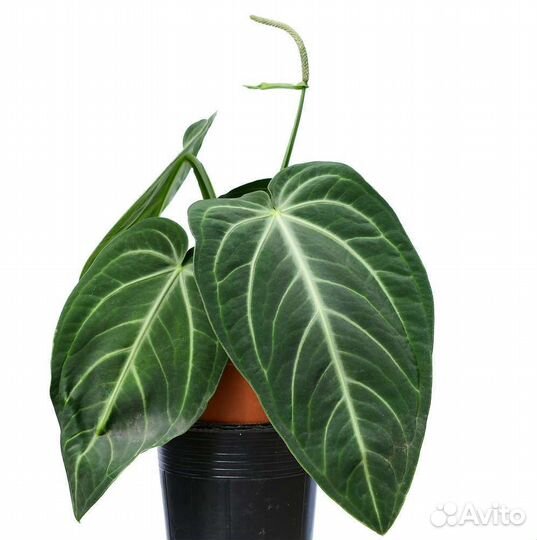 Антуриум Вилленаорум