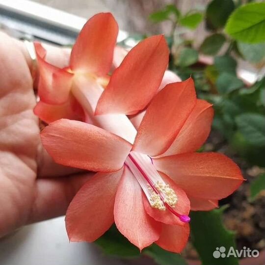 Не укоренëнные) Декабрист Шлюмбергера