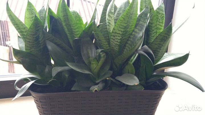 Комнатные растения