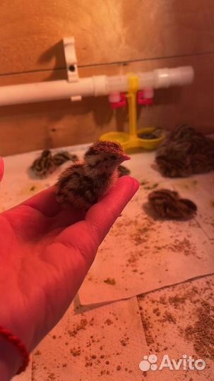 Инкубационное яйцо