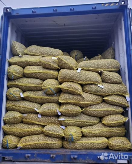 Орех грецкий в скорлупе