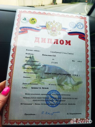 Вязка кобель