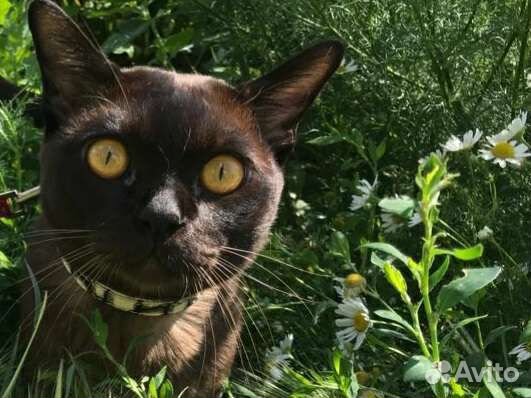 Европейская бурма