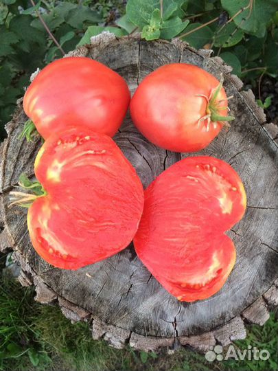 Семена Томатов