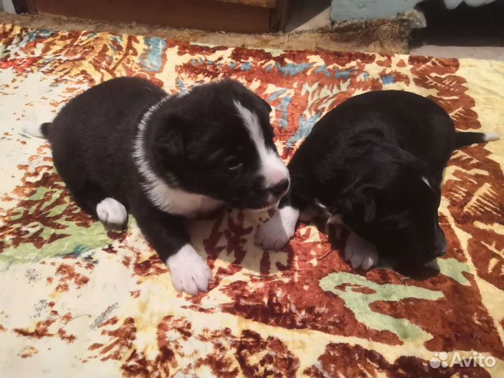 Щенки бесплатно