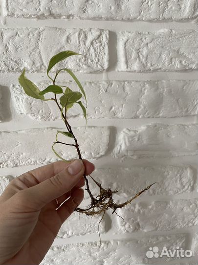 Фикус бенджамина (Кинки)